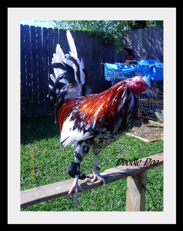 Prettiest Game Rooster....(Standard Or Bantam)..One Week Contest